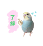 セキセイインコ  レインボーちゃん（個別スタンプ：2）