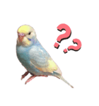 セキセイインコ  レインボーちゃん（個別スタンプ：3）