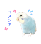 セキセイインコ  レインボーちゃん（個別スタンプ：4）