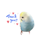 セキセイインコ  レインボーちゃん（個別スタンプ：5）