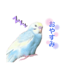 セキセイインコ  レインボーちゃん（個別スタンプ：7）