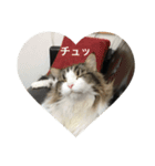 猫のイエモン（個別スタンプ：3）