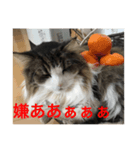 猫のイエモン（個別スタンプ：5）