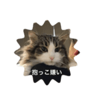 猫のイエモン（個別スタンプ：6）