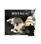 猫のイエモン（個別スタンプ：8）