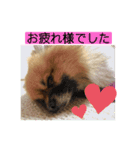 柴＆ポメ7(ウーパー付き)（個別スタンプ：4）