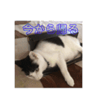 ふっちーfamily（個別スタンプ：11）
