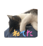 ふっちーfamily（個別スタンプ：12）