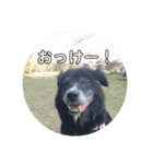 ふっちーfamily（個別スタンプ：18）
