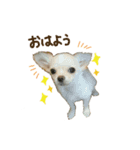 ガウガウ犬くうの日常で使えるスタンプ（個別スタンプ：1）