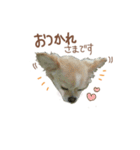 ガウガウ犬くうの日常で使えるスタンプ（個別スタンプ：2）