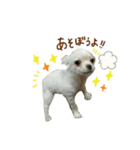 ガウガウ犬くうの日常で使えるスタンプ（個別スタンプ：4）