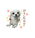 ガウガウ犬くうの日常で使えるスタンプ（個別スタンプ：5）