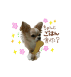 ガウガウ犬くうの日常で使えるスタンプ（個別スタンプ：6）