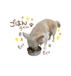 ガウガウ犬くうの日常で使えるスタンプ（個別スタンプ：7）