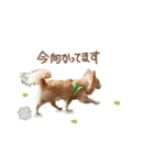 ガウガウ犬くうの日常で使えるスタンプ（個別スタンプ：8）