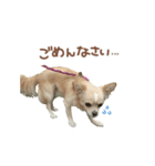 ガウガウ犬くうの日常で使えるスタンプ（個別スタンプ：9）