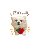 ガウガウ犬くうの日常で使えるスタンプ（個別スタンプ：10）