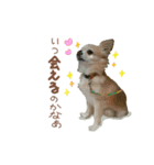 ガウガウ犬くうの日常で使えるスタンプ（個別スタンプ：11）