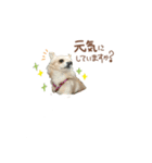 ガウガウ犬くうの日常で使えるスタンプ（個別スタンプ：13）