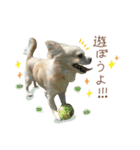 ガウガウ犬くうの日常で使えるスタンプ（個別スタンプ：17）
