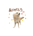 ガウガウ犬くうの日常で使えるスタンプ（個別スタンプ：19）