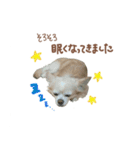 ガウガウ犬くうの日常で使えるスタンプ（個別スタンプ：24）
