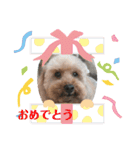 ほんわかトイプードルの日常（個別スタンプ：7）