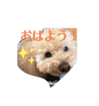 ほんわかトイプードルの日常（個別スタンプ：12）