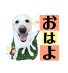 さくらとさらん❁︎日常あいさつ（個別スタンプ：1）