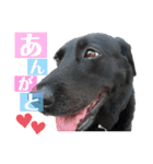 さくらとさらん❁︎日常あいさつ（個別スタンプ：3）