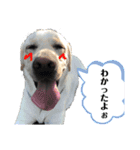 さくらとさらん❁︎日常あいさつ（個別スタンプ：6）