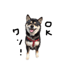黒柴犬ろくすけのスタンプ（個別スタンプ：1）