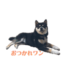 黒柴犬ろくすけのスタンプ（個別スタンプ：5）