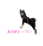 黒柴犬ろくすけのスタンプ（個別スタンプ：7）