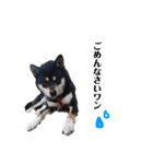 黒柴犬ろくすけのスタンプ（個別スタンプ：8）