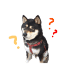 黒柴犬ろくすけのスタンプ（個別スタンプ：10）