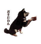 黒柴犬ろくすけのスタンプ（個別スタンプ：11）
