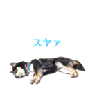 黒柴犬ろくすけのスタンプ（個別スタンプ：14）