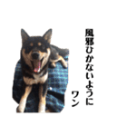 黒柴犬ろくすけのスタンプ（個別スタンプ：16）