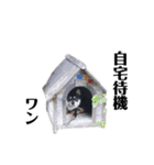 黒柴犬ろくすけのスタンプ（個別スタンプ：17）