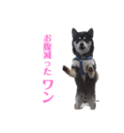 黒柴犬ろくすけのスタンプ（個別スタンプ：18）
