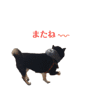 黒柴犬ろくすけのスタンプ（個別スタンプ：20）