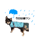 黒柴犬ろくすけのスタンプ（個別スタンプ：21）
