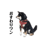 黒柴犬ろくすけのスタンプ（個別スタンプ：22）