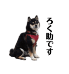 黒柴犬ろくすけのスタンプ（個別スタンプ：26）