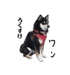 黒柴犬ろくすけのスタンプ（個別スタンプ：27）