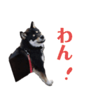 黒柴犬ろくすけのスタンプ（個別スタンプ：28）