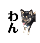黒柴犬ろくすけのスタンプ（個別スタンプ：31）