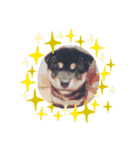 黒柴犬ろくすけのスタンプ（個別スタンプ：32）